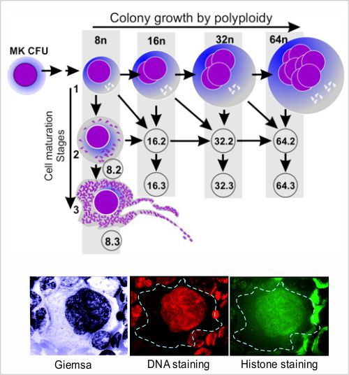 巨核細胞 - 生長成熟 - 細胞